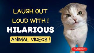 Laugh Out Loud with Our Hilarious Animal Videos!