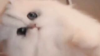 Funny cat