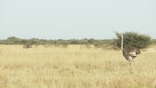Trois Guépard vs Autruche, Combat à Mort !!