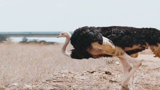 animals facts