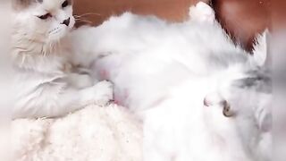Life is not only sweet but also... #funnycats #funny #cat