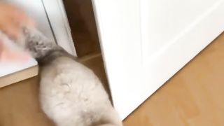 Laugh with us - The Funniest Cat Videos You'll Ever See. Video 2023