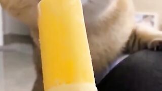 Funny moments with animals @ #animals  #tiktok