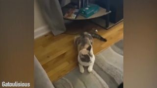 The  Animal Videos  2023! V4.2