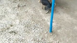Четыре лапы Ташкент приют. С праздником весны