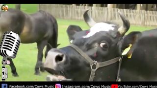 The dancing cow