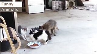 funny animals 2023v3