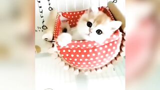 Try not to laugh ???? cute cat videos