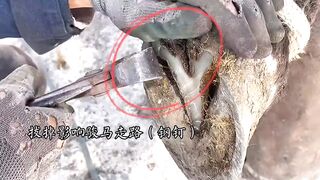 Removing the nails stuck to the horse's feet