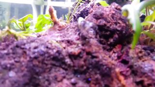 Black Rilli Shrimp