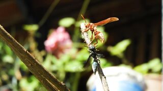 Two insects fighting