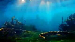 Magic of the underwater world