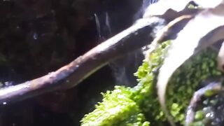 Mini Paludarium