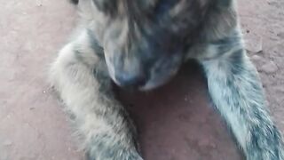 Dog Beautiful