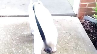 Смешное собака с угарным походкой