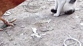 Funny Animals Life