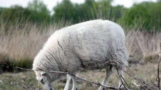 Sheep & Lamb