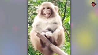 Animals funny videos\
