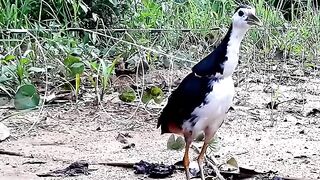 Terlihat_jelas_racik_gantung_dapat_ruak_ruak____birdtrap_