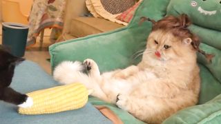 Cute cats cooking time ????????????????
