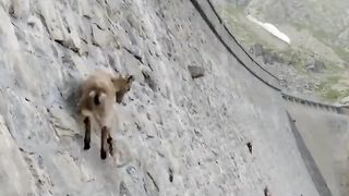 Animal and mountain