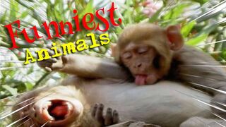 Funny Animal Farts | Funny Dogs and Cats ???????? Part 18