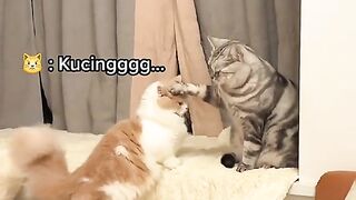 Kucing Kerasukan