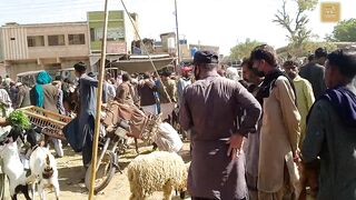 Memon Goth Bakra Mandi updates 5- feb part 02 | Bakra mandi 2023 | Cheapest Goats market in Karachi.