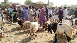 Memon Goth Bakra Mandi updates 5-March-sunday | Bakra mandi 2023 | Cheapest Goats market in Karachi.