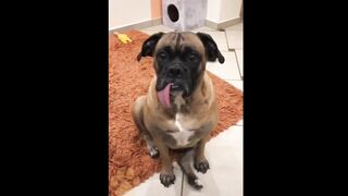 Dogs Grow Up - i'm a big kid now Baby to Dogs #43