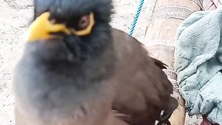 funny bird #viral video