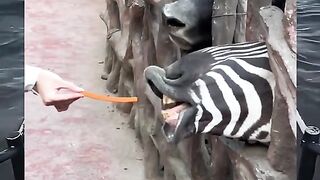 Video lucu hewan