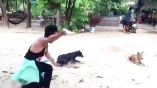 Troll Prank Dog Funny & fake Lion and Fake Tiger Prank To dog & Huge Box Prank to dog
