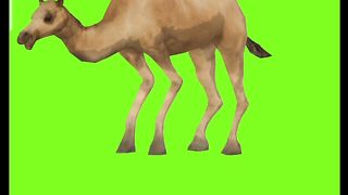 Wao beautiful camel cartoon with green screen