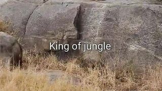KING OF JUNGLE
