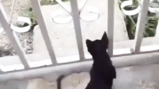 Small dog barks on the big dog and runs back funny clip