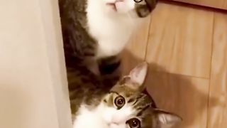real cats magic video