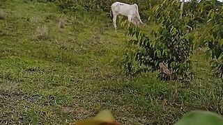 Boi na fazenda