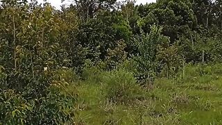 Olhando a fazenda