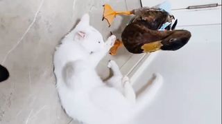 Cat game