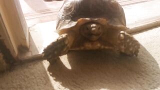 Turtle at my home
