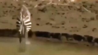 Zebra crossing the river defying death dumb alligator funny clip