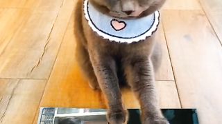 Video lucu