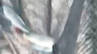 Kitni machli pakri