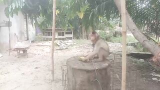 monyet vs kucing bergelut