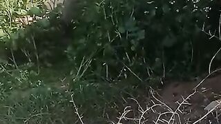 Kitchen garden