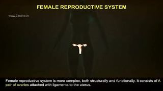 female reproductive system of human/female reproductive parts in detais/anatomy of Female reproductive system