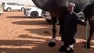 Uae camil video