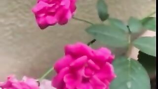 Beautiful Roses