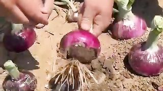 Onion farming